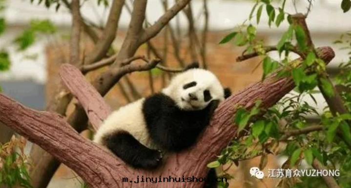 育衆电子圍欄助力大(dà)熊貓館(guǎn)安防建設